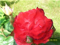 4ec9c14e-Picture 564.jpg